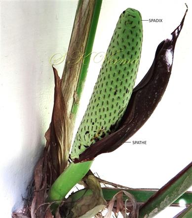  Spadix and Spathe
